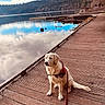Aura participe au concours pour gagner de l'argent avec cette photo : animal, calm, clouds, dock, dog, forest, golden_retriever, harness, lake, landscape, leash, nature, outdoor, pet, reflection, scenic, sky, trees, water, wood