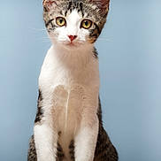 Fury participe au concours pour gagner de l'argent avec cette photo : cat, kitten, tabby, white_fur, sitting, pet, animal, cute, whiskers, ears, paws, tail, indoor, portrait, feline, young, curious, looking, fur, closeup