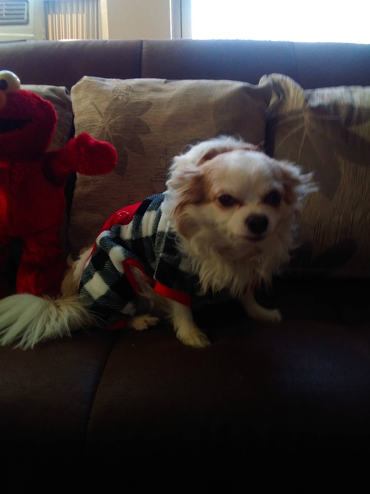 Ricco is registered to the contest to win money with this photo: carnivore, chair, comfort, companion_dog, couch, dog, dog_breed, dog_clothes, dog_supply, fur, living_room, pillow, poodle_crossbreed, puppy_love, small_terrier, sporting_group, terrier, throw_pillow, toy_dog, working_animal