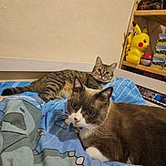 Praline participe au concours pour gagner de l'argent avec cette photo : cat, tabby_cat, siamese_cat, bed, blanket, blue_blanket, indoor, shelf, pikachu, figurine, toy, collectibles, furniture, cozy, relaxed, pet, animal, cute, curious, room