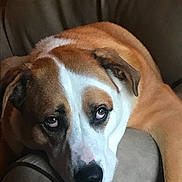 Bernie joined the competition — help win amazing prizes! american_bulldog, carnivoran, dog, dog_breed, dog_breed_group, dog_like_mammal, ear, nose, puppy, puppy_love, snout