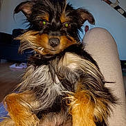 Mafia participe au concours pour gagner de l'argent avec cette photo : animal, black_fur, brown_fur, close_up, cute, dog, ears, flash, fur, green_eyes, home, indoor, lap, paw, person, pet, relaxed, small_dog, snout, white_fur