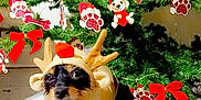 Mafia participe au concours pour gagner de l'argent avec cette photo : adorable, animal, celebration, christmas, christmas_tree, costume, cute, decoration, dog, festive, green, holiday, indoors, ornament, paw_print, pet, red_bow, reindeer_costume, seasonal, tree
