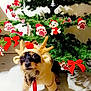 adorable, animal, celebration, christmas, christmas_tree, costume, cute, decoration, dog, festive, green, holiday, indoors, ornament, paw_print, pet, red_bow, reindeer_costume, seasonal, tree