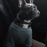 Maïa participe au concours pour gagner de l'argent avec cette photo : dog, french_bulldog, pet, car_interior, window, sweater, blanket, seated, side_view, collar, indoor, animal, looking_out, morning, cozy, soft_texture, ears, snout, companion, transportation