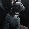 dog, french_bulldog, pet, car_interior, window, sweater, blanket, seated, side_view, collar, indoor, animal, looking_out, morning, cozy, soft_texture, ears, snout, companion, transportation