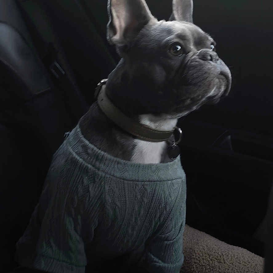 Maïa participe au concours pour gagner de l'argent avec cette photo : dog, french_bulldog, pet, car_interior, window, sweater, blanket, seated, side_view, collar, indoor, animal, looking_out, morning, cozy, soft_texture, ears, snout, companion, transportation