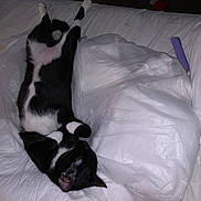 Sasha joined the competition — help win amazing prizes! cat, tuxedo_cat, sleeping, belly_up, bed, blanket, plastic_bag, indoor, pet, paws, whiskers, black_and_white, resting, cozy, bedding, night, flash_photography, cute, relaxed, domestic_cat