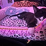 Nino is registered to the contest to win money with this photo: blanket, cat, close_up, cozy, cushion, fringe, fur, headrest, indoor, leopard_print, paw, pet, pink_bed, plush, purple_light, relaxed, sleeping, star_pattern, tuxedo_cat, whiskers