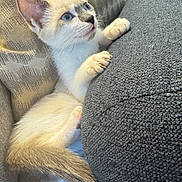Duchess is registered to the contest to win money with this photo: kitten, cat, blue_eyes, claws, tail, couch, cushion, fur, pet, indoor, curious, close_up, whiskers, animal, mammal, young, cute, resting, feline, domestic