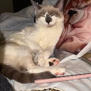 Duchess joined the competition — help win amazing prizes! accessory, bed, bedding, blanket, bottle, cat, cat_print_pillow, cozy, ears, fur, indoor, leopard_print, paw, paw_pads, pet, pillow, pink_paws, pink_strap, sleeping_cat, whiskers