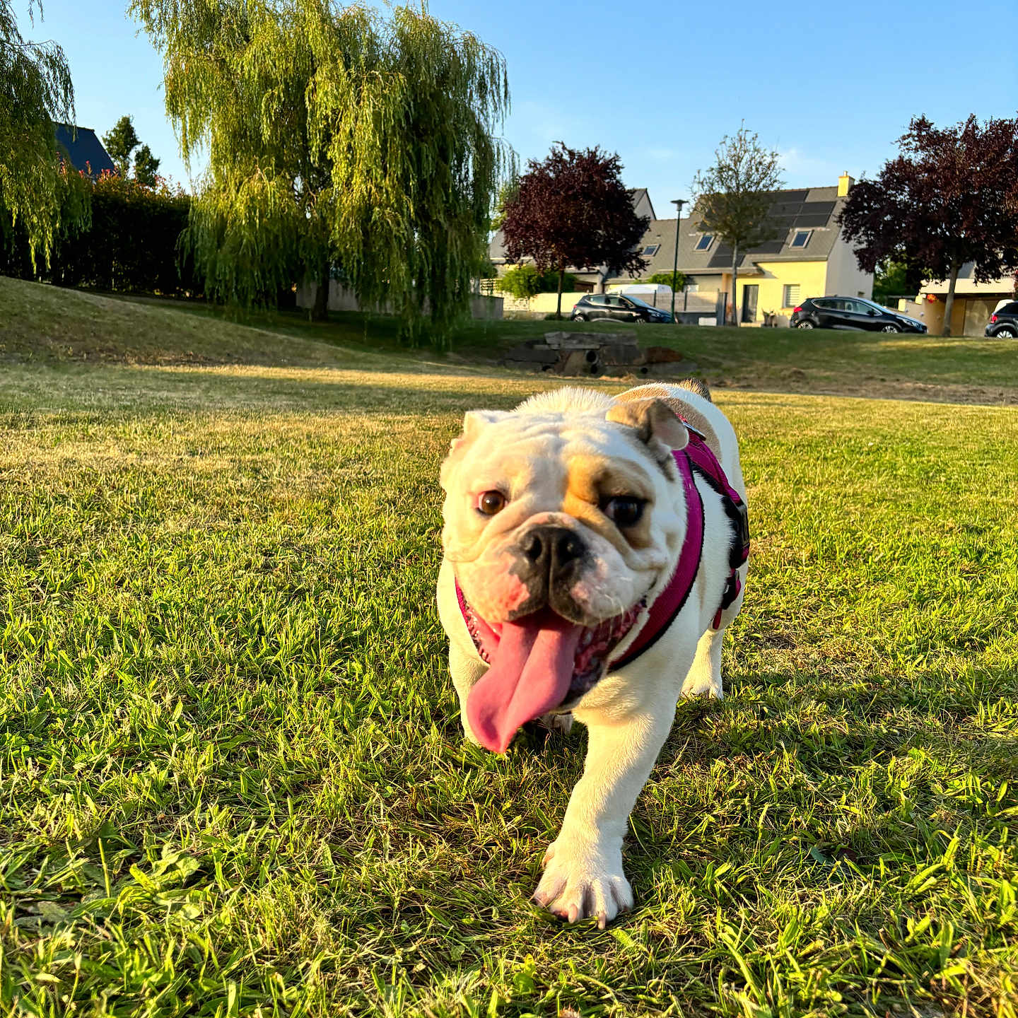 Zoé a rejoint le concours — aidez-le/la à gagner de superbes lots ! animal, architecture, building, bulldog, canine, car, dog, field, grass, grassland, nature, outdoors, pet, plant, shelter, summer, transportation, tree, vegetation, vehicle