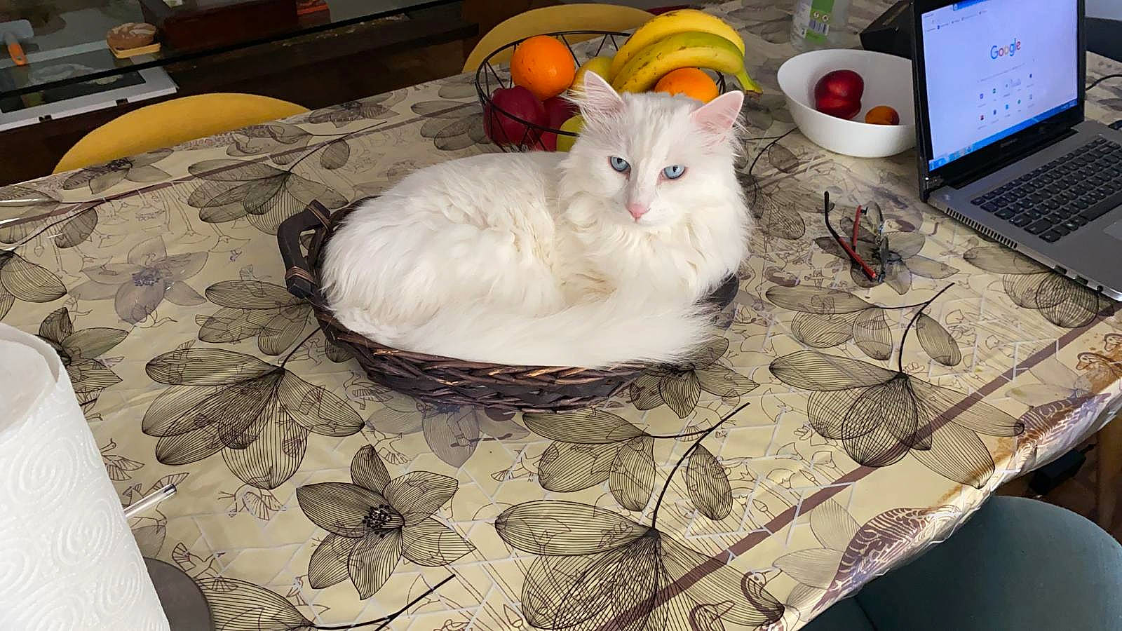 Whity participe au concours pour gagner de l'argent avec cette photo : box, carnivore, cat, comfort, computer, domestic_short_haired_cat, felidae, fur, input_device, laptop, linens, pattern, paw, personal_computer, rectangle, room, small_to_medium_sized_cats, tablecloth, tail, whiskers