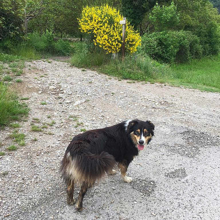 Soni