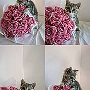 Moumoune participe au concours pour gagner de l'argent avec cette photo : animal, bouquet, cat, collage, curious, cute, exploration, flowers, four_panel, gray_tabby, indoor, kitten, paws, pet, pink, playful, roses, soft_light, wall, whiskers
