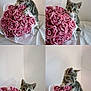 animal, bouquet, cat, collage, curious, cute, exploration, flowers, four_panel, gray_tabby, indoor, kitten, paws, pet, pink, playful, roses, soft_light, wall, whiskers