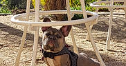 Lylah Bellah is registered to the contest to win money with this photo: dog, french_bulldog, puppy, pet, outdoor, sunlight, chair, metal_furniture, gravel, flower, harness, animal, cute, sitting, shadows, nature, greenery, relaxing, daytime, small