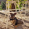 dog, french_bulldog, puppy, pet, outdoor, sunlight, chair, metal_furniture, gravel, flower, harness, animal, cute, sitting, shadows, nature, greenery, relaxing, daytime, small