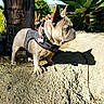 Lylah Bellah joined the competition — help win amazing prizes! dog, french_bulldog, harness, shadow, tree_trunk, plants, rocky_surface, outdoor, sunlight, daytime, animal, pet, small_dog, nature, greenery, clear_sky, alert, standing, portrait, canine