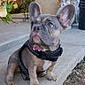 Lylah Bellah is registered to the contest to win money with this photo: french_bulldog, puppy, dog, pet, outdoor, concrete, step, harness, polka_dot, plant, potted_plant, flower, decorative_vase, ears, sitting, cute, animal, looking_up, sidewalk, young_dog