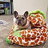 dog, french_bulldog, plush_bed, giraffe_pattern, hoodie, pet, indoor, tile_floor, kitchen, stuffed_animal, animal_bed, brown_dog, cute, pet_bed, seated, looking_at_camera, home_interior, domestic_animal, cozy, companion
