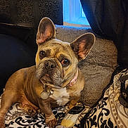 Lylah Bella is registered to the contest to win money with this photo: bed, blanket, collar, cozy, curtain, dog, ears, eyes, french_bulldog, furniture, headboard, indoor, patterned_bedding, pet, pillow, portrait, remote_control, resting, tag, window