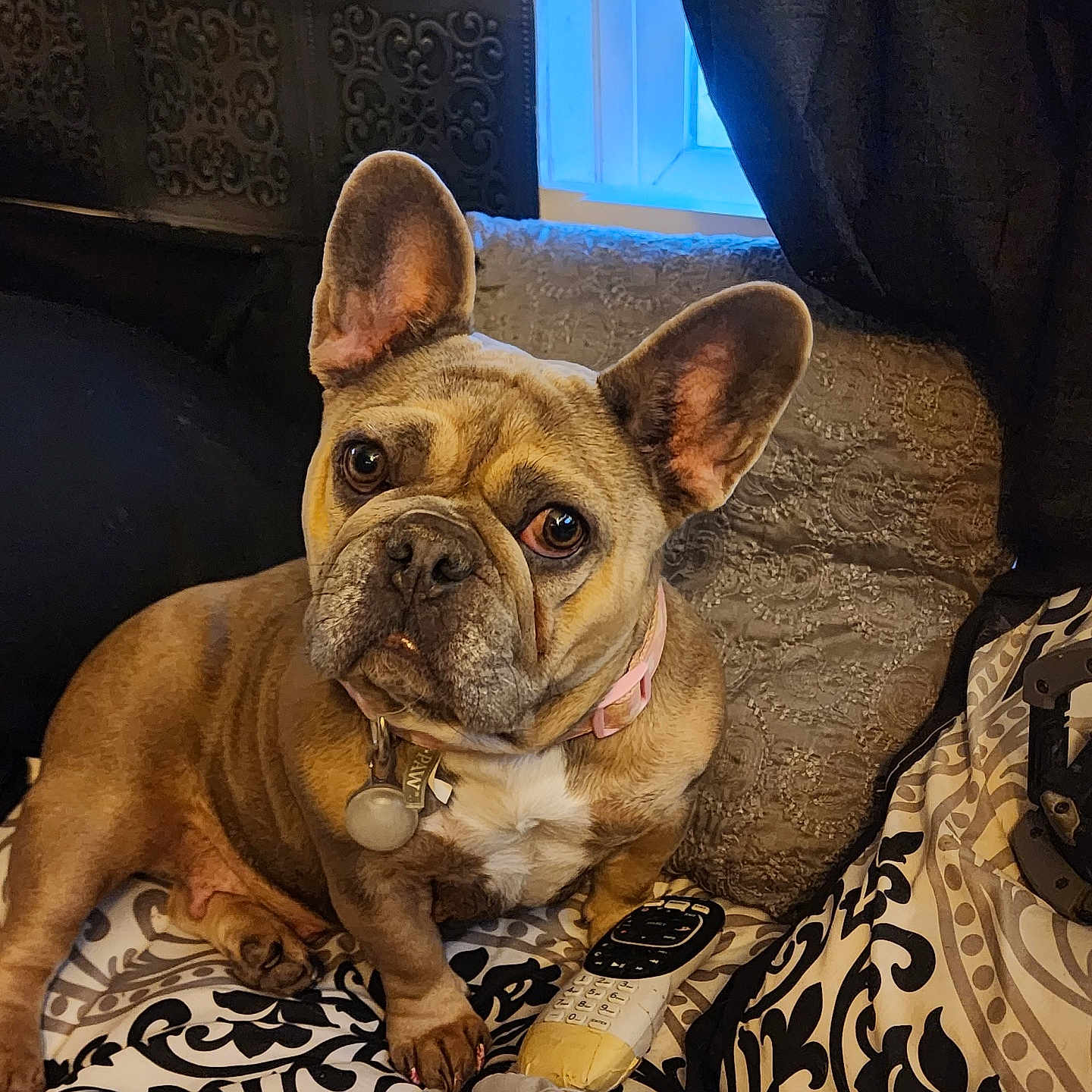 Lylah Bella