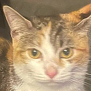 Callie joined the competition — help win amazing prizes! cat, close_up, feline, pet, fur, whiskers, ears, eyes, nose, domestic_animal, animal, mammal, face, portrait, cute, indoor, furry, calico, tabby, soft_focus