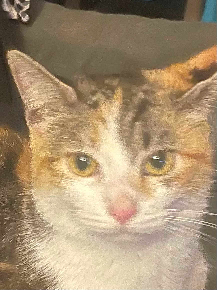 Callie joined the competition — help win amazing prizes! cat, close_up, feline, pet, fur, whiskers, ears, eyes, nose, domestic_animal, animal, mammal, face, portrait, cute, indoor, furry, calico, tabby, soft_focus