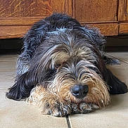 Tartine participe au concours pour gagner de l'argent avec cette photo : animal, black_fur, brown_fur, calm, close_up, cute, dog, floor, fur, indoor, lying_down, muzzle, paws, pet, quiet, relaxed, resting, scruffy, tile_floor, wooden_cabinet