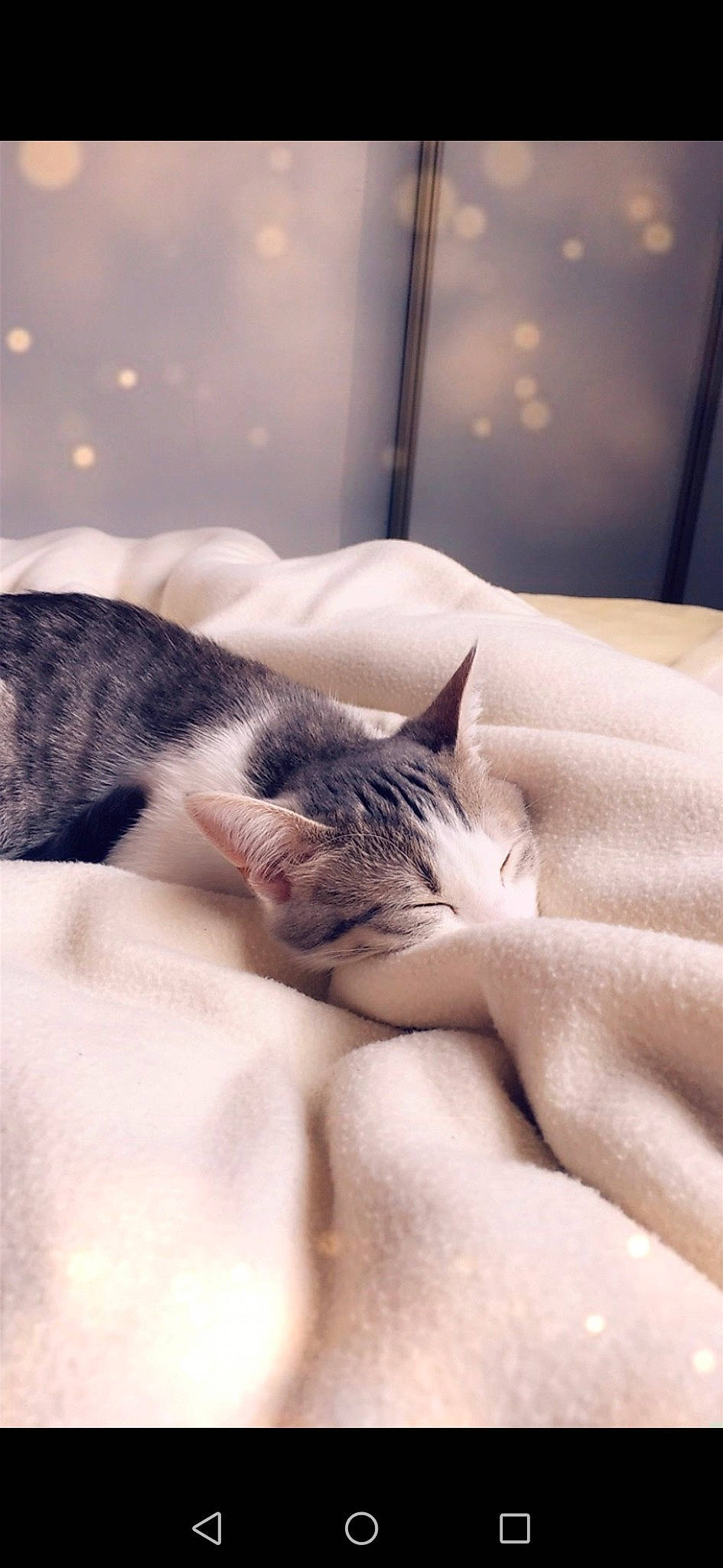 Baiko participe au concours pour gagner de l'argent avec cette photo : american_shorthair, carnivore, cat, comfort, domestic_short_haired_cat, ear, european_shorthair, eye, felidae, fur, kitten, nap, nose, paw, polydactyl_cat, skin, sleep, small_to_medium_sized_cats, snout, whiskers