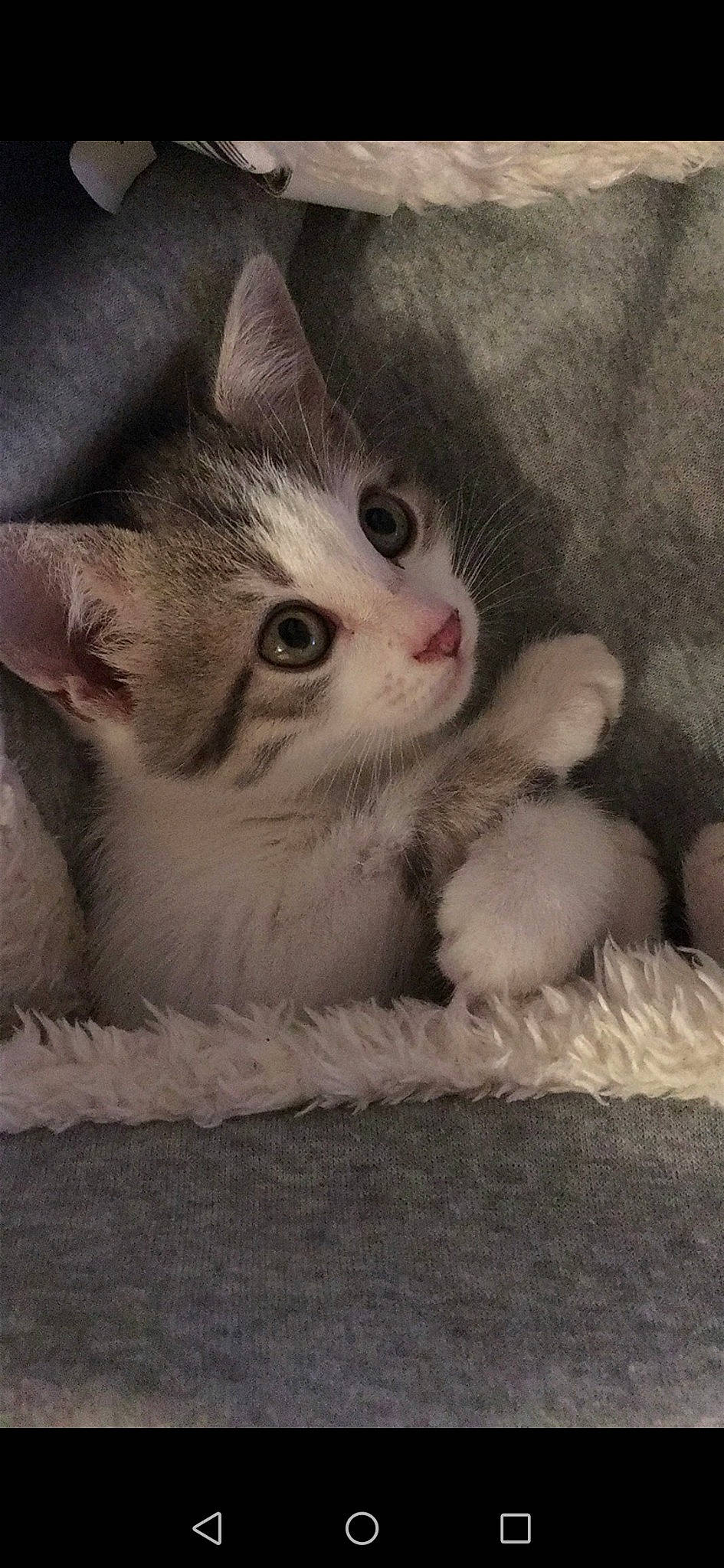 Baiko participe au concours pour gagner de l'argent avec cette photo : aegean_cat, american_wirehair, asian, british_semi_longhair, burmilla, carnivore, cat, domestic_short_haired_cat, european_shorthair, fawn, felidae, kitten, mammal, munchkin, norwegian_forest_cat, polydactyl_cat, siberian, small_to_medium_sized_cats, vertebrate, whiskers