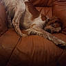 Nougat participe au concours pour gagner de l'argent avec cette photo : animal, brown, canine, cozy, cute, dog, domestic, fur, furniture, home, indoor, leather_chair, looking_sideways, mammal, pet, playful, relaxed, resting, twisted_pose, white