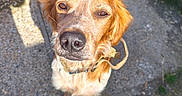 Nougat a rejoint le concours — aidez-le/la à gagner de superbes lots ! animal, building, canine, closeup, collar, concrete, daylight, dog, ears, fur, golden_brown, grass, looking_up, nature, outdoor, path, pet, shadow, sidewalk, sunlight