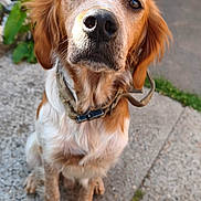 Nougat participe au concours pour gagner de l'argent avec cette photo : animal, brown, canine, close_up, collar, concrete, dog, domestic_animal, ears, eyes, friendly, fur, grass, nature, nose, outdoor, pet, portrait, sitting, white