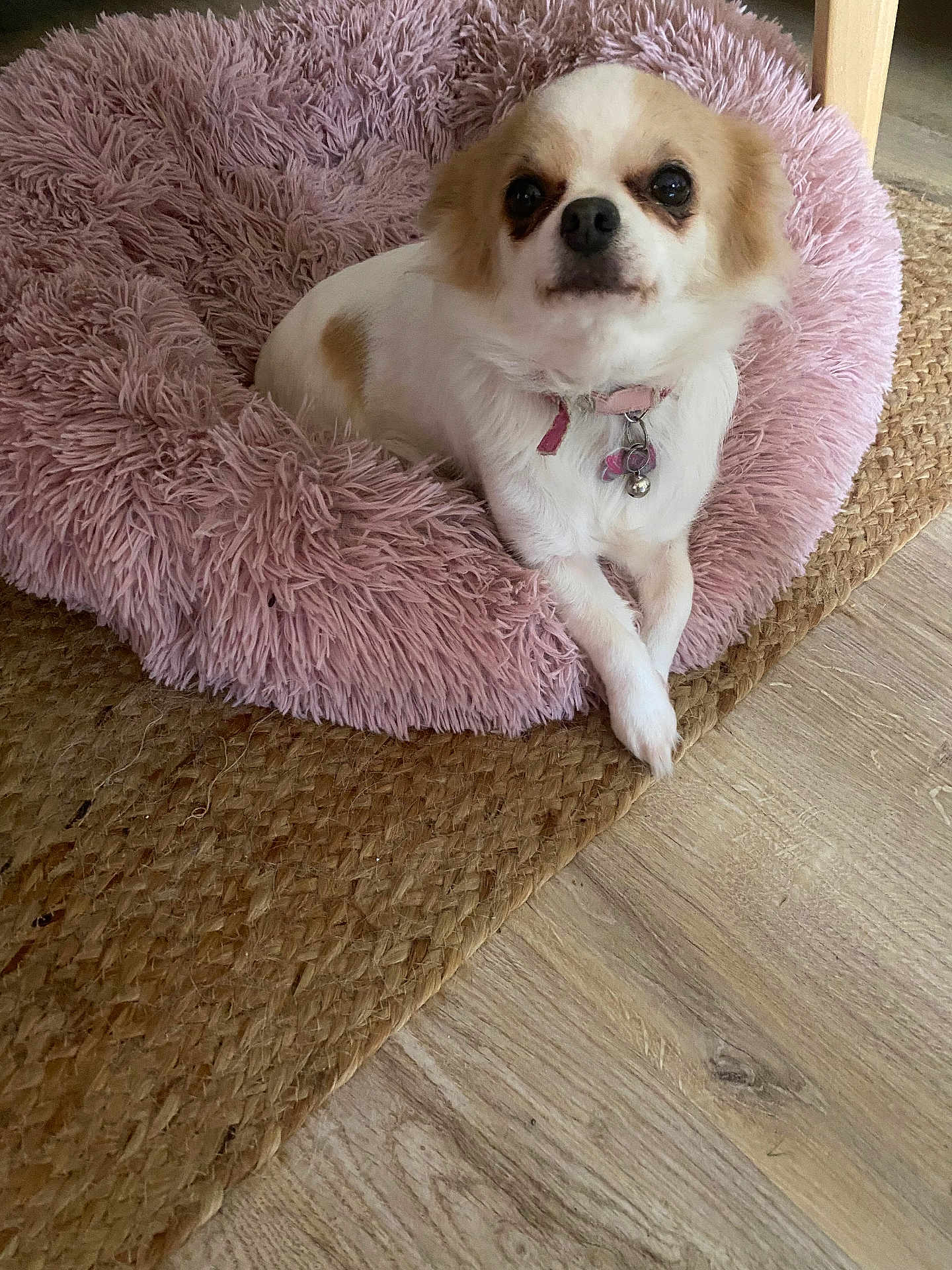 Neige participe au concours pour gagner de l'argent avec cette photo : dog, small_dog, white_dog, light_brown_spots, fluffy_bed, pink_bed, woven_rug, wooden_floor, indoor, pet, collar, cute, relaxed, crossed_paws, fur, animal, companion, domestic, resting, cozy
