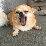 Hatchie a rejoint le concours — aidez-le/la à gagner de superbes lots ! dog, chihuahua, yawning, pet, indoor, couch, gray, fur, tongue, cute, animal, small_dog, relaxed, paw, snout, whiskers, home, pillow, resting, sleepy