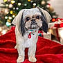 Myla joined the competition — help win amazing prizes! dog, small_dog, fluffy, christmas_tree, christmas_lights, ornament, red_necklace, red_blanket, gift_boxes, holiday, festive, indoor, pet, cute, decorations, blurred_background, animal, portrait, christmas, holiday_season