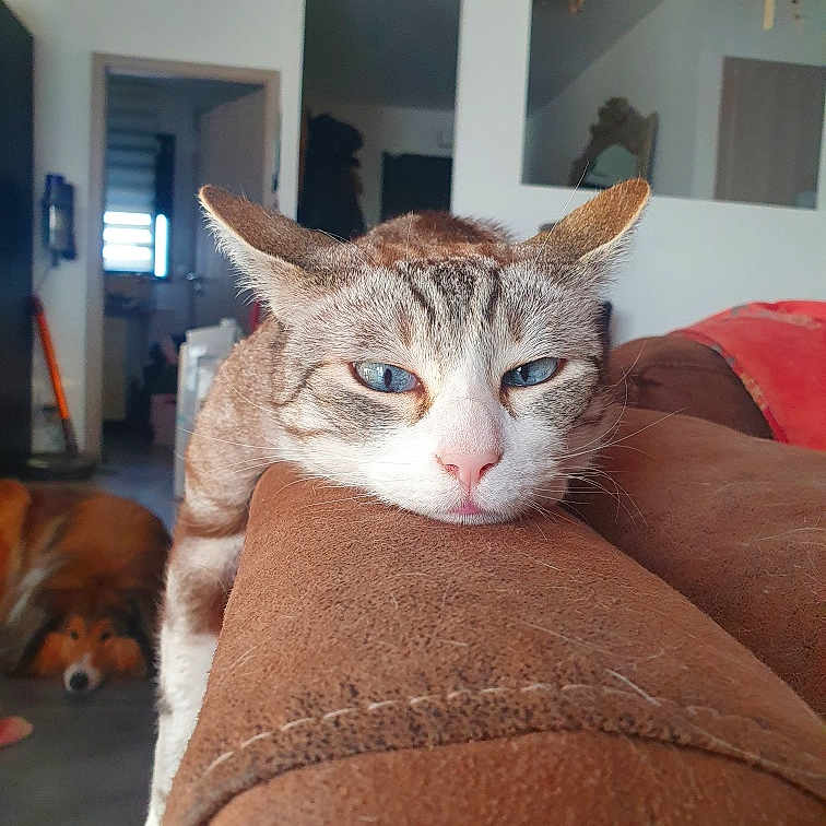 Sam a rejoint le concours — aidez-le/la à gagner de superbes lots ! animal, background, blue_eyes, brown, cat, couch, cozy, dog, domestic, fur, furniture, home, household, indoor, laying_down, living_room, mammal, pet, relaxed, resting