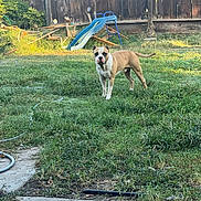 Churro is registered to the contest to win money with this photo: dog, backyard, grass, slide, wooden_fence, outdoor, pet, canine, sunlight, greenery, playground_equipment, nature, animal, summer, yard, daylight, lawn, standing, alert, domestic_animal