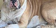 Churro is registered to the contest to win money with this photo: dog, canine, pet, animal, crate, metal, fence, resting, alert, brown, white, short_hair, ears, paw, muscular, portrait, indoors, wall, texture, guarding