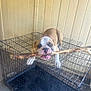 Churro joined the competition — help win amazing prizes! dog, crate, stick, playful, pet, animal, metal, wooden_wall, indoor, chewing, brown_and_white, canine, cage, floor, paw, snout, mouth, fur, pet_play, domestic_animal