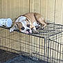 Churro joined the competition — help win amazing prizes! dog, cage, metal, container, brown, white, lounging, resting, indoor, animal, pet, canine, fence, floor, wall, closeup, expression, looking, calm, quiet