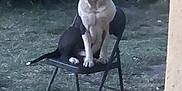 Marano is registered to the contest to win money with this photo: dog, black_and_white, sitting, chair, outdoor, grass, car, metal_chair, pet, animal, calm, yard, quiet, domestic_animal, four_legs, canine, nature, vehicle, resting, sidewalk