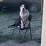 dog, black_and_white, sitting, chair, outdoor, grass, car, metal_chair, pet, animal, calm, yard, quiet, domestic_animal, four_legs, canine, nature, vehicle, resting, sidewalk
