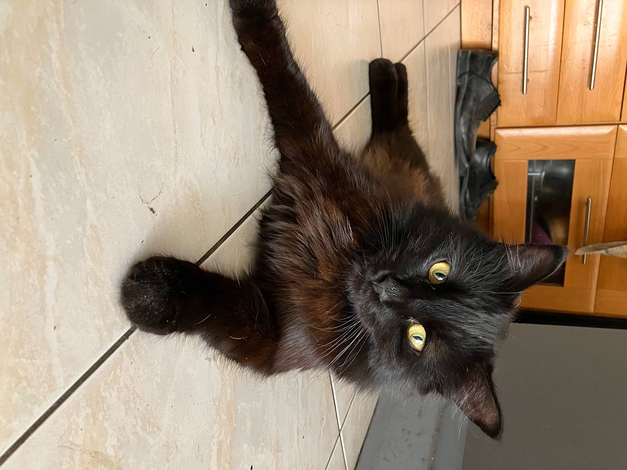Charlie participe au concours pour gagner de l'argent avec cette photo : black_cat, bombay, carnivore, cat, claw, domestic_short_haired_cat, felidae, floor, flooring, fur, hardwood, paw, small_to_medium_sized_cats, snout, tail, terrestrial_animal, whiskers, wood