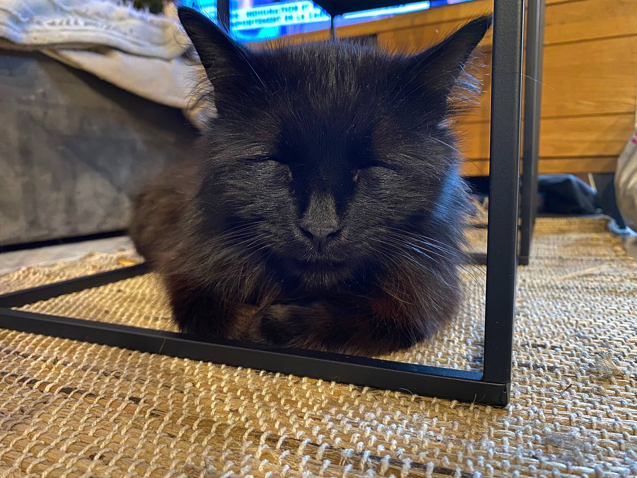 Charlie a rejoint le concours — aidez-le/la à gagner de superbes lots ! black_cat, carnivore, cat, claw, comfort, domestic_short_haired_cat, electric_blue, eye, felidae, flooring, fur, grey, paw, rectangle, small_to_medium_sized_cats, snout, tail, terrestrial_animal, whiskers, wood