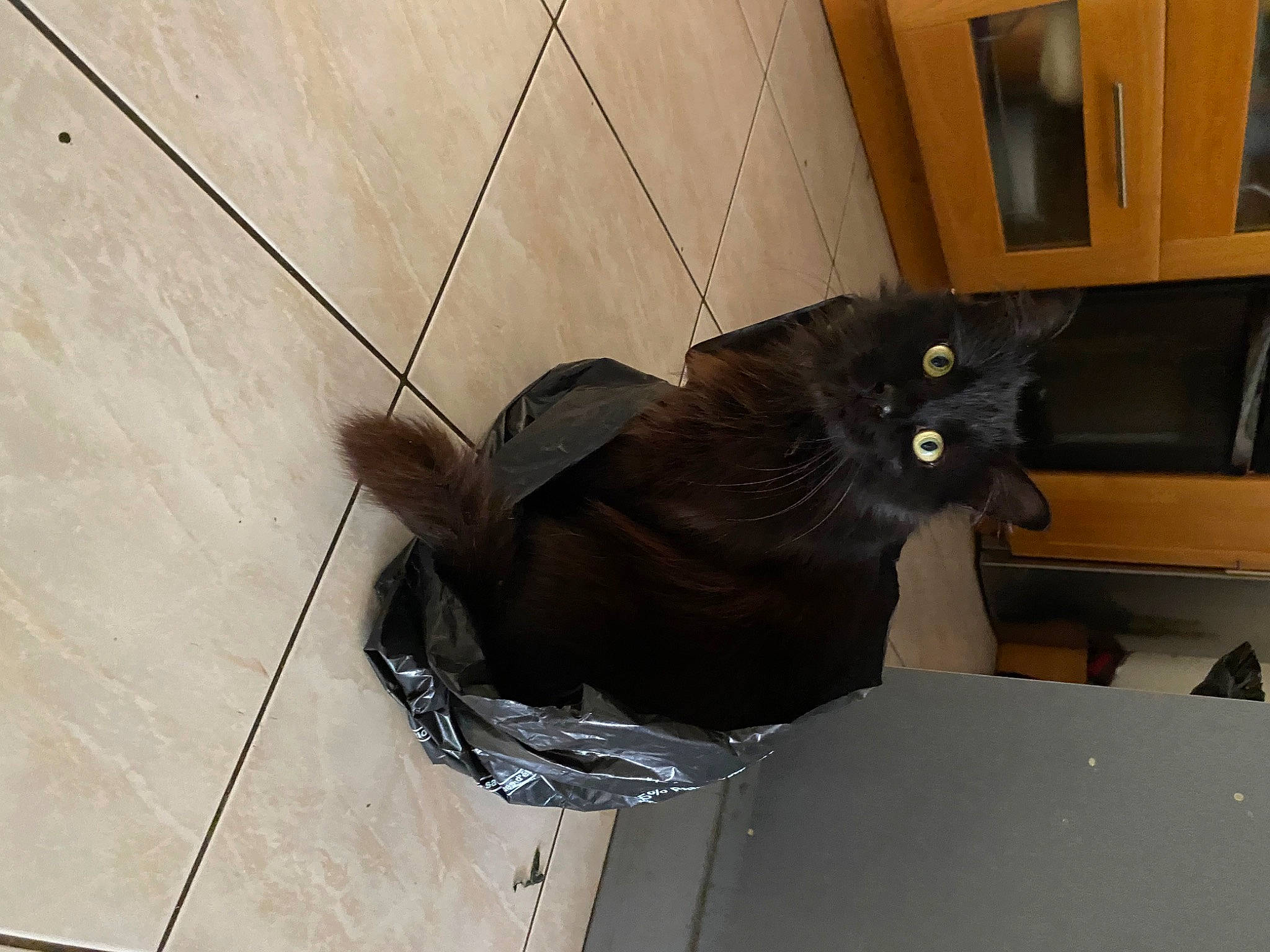 Charlie a rejoint le concours — aidez-le/la à gagner de superbes lots ! black_cat, carnivore, cat, domestic_short_haired_cat, felidae, floor, flooring, fur, grey, hardwood, small_to_medium_sized_cats, tail, terrestrial_animal, tile_flooring, whiskers, wood