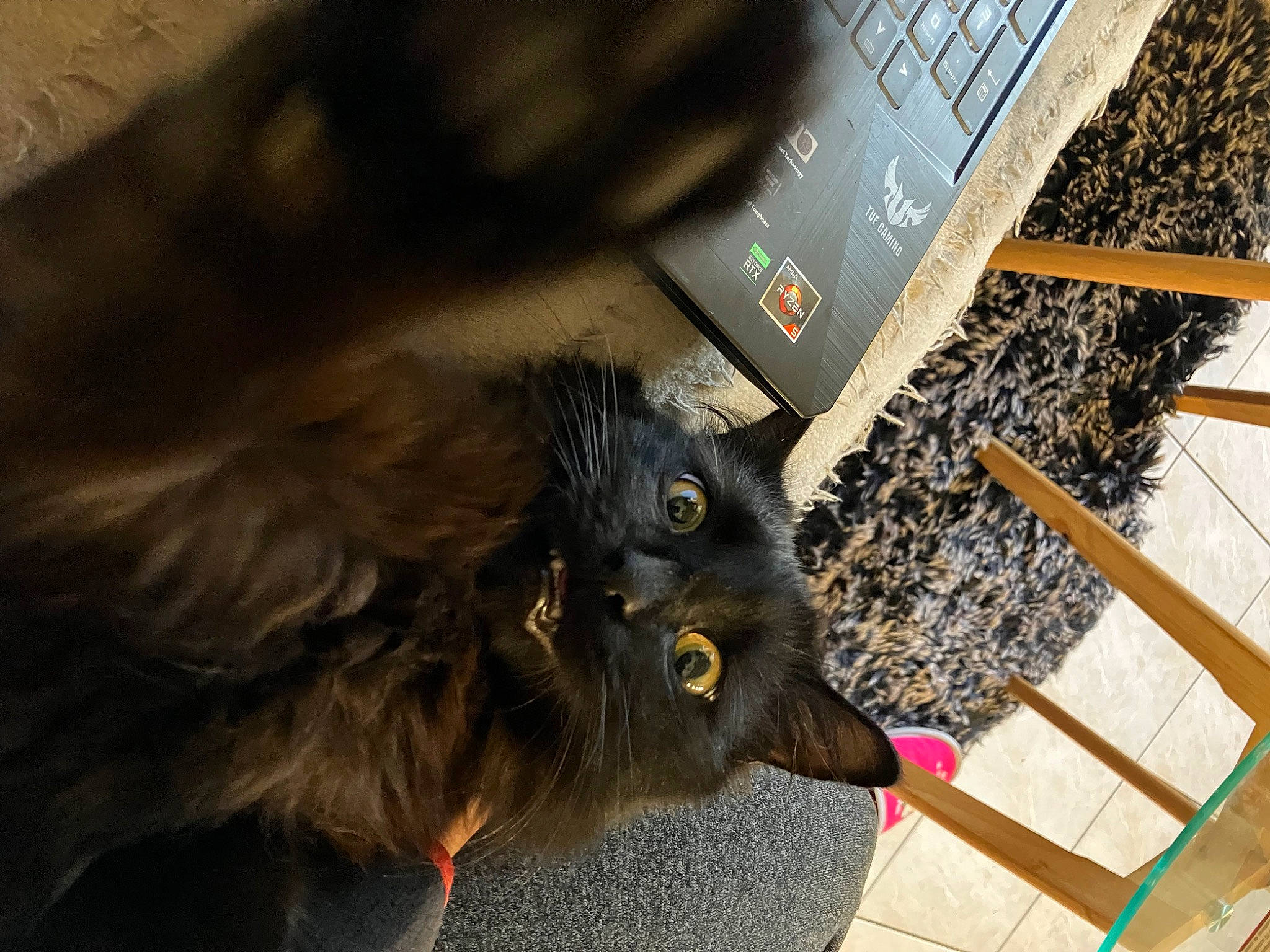 Charlie participe au concours pour gagner de l'argent avec cette photo : automotive_tire, black_cat, carnivore, cat, claw, computer_keyboard, domestic_short_haired_cat, fawn, felidae, fur, hardwood, input_device, laptop, small_to_medium_sized_cats, snout, soil, tail, terrestrial_animal, whiskers, wood