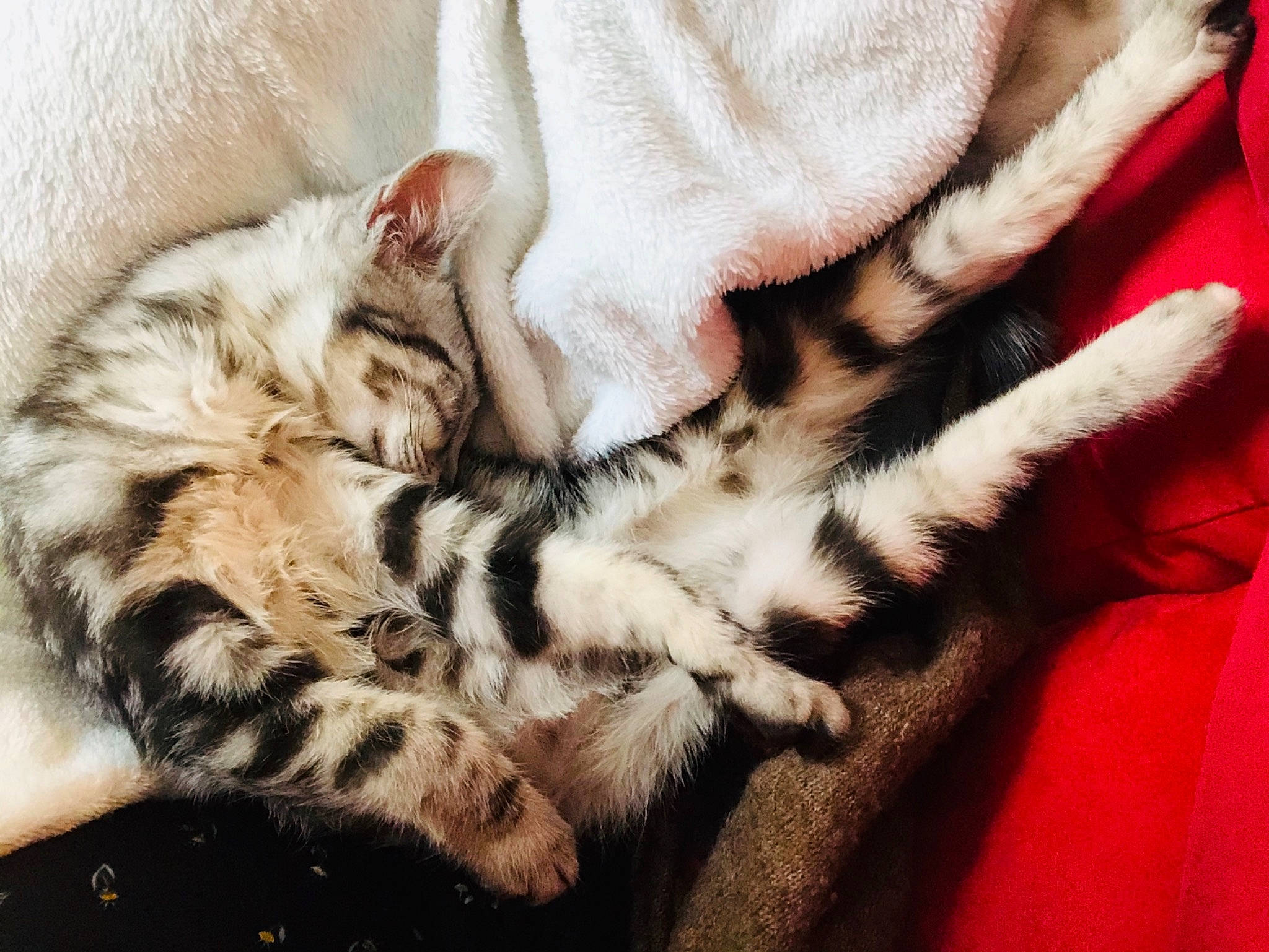 Pétunia a rejoint le concours — aidez-le/la à gagner de superbes lots ! american_shorthair, asian, bengal, carnivore, cat, claw, dragon_li, egyptian_mau, european_shorthair, felidae, fur, kitten, mammal, nap, paw, pixie_bob, sleep, small_to_medium_sized_cats, tabby_cat, whiskers